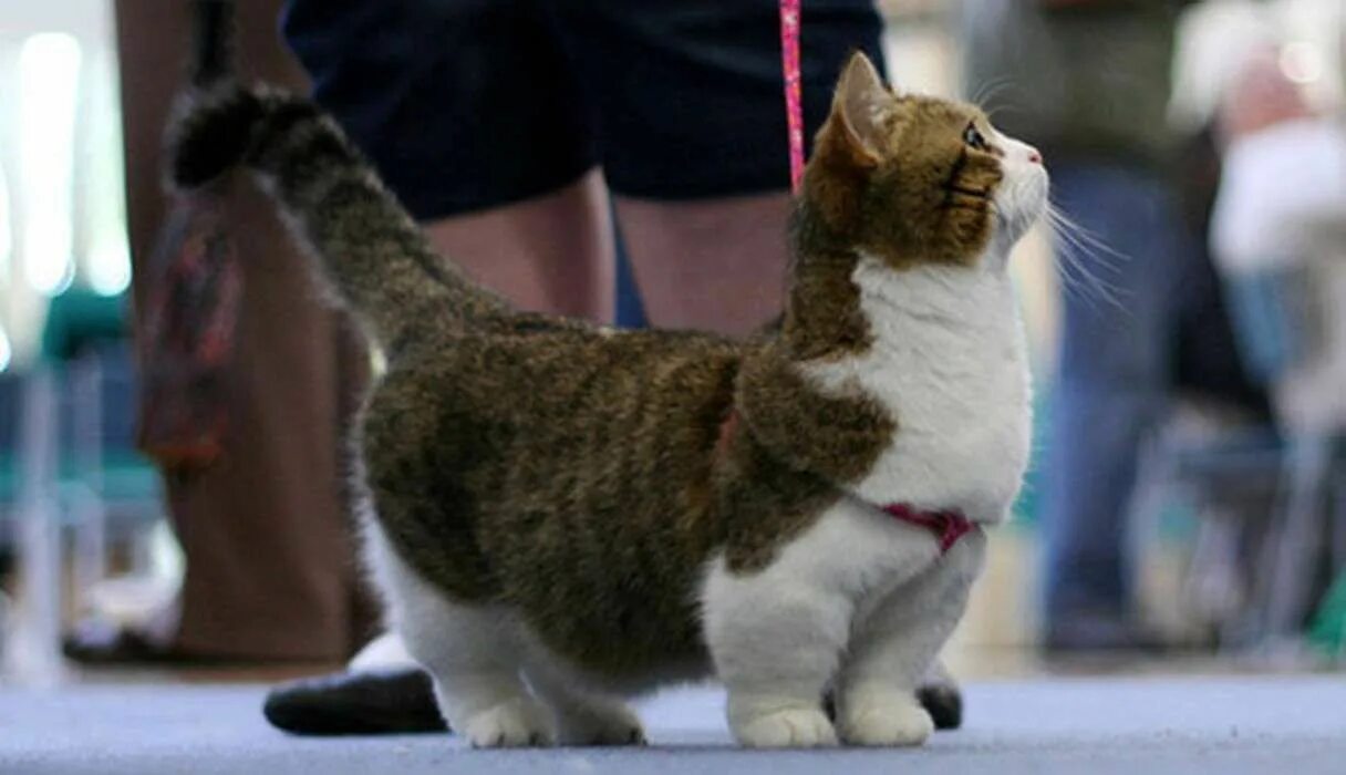 Котики с короткими лапками фото Pin by Jeffphillips on Hall tree Munchkin cat, Wtf fun facts, Cat call