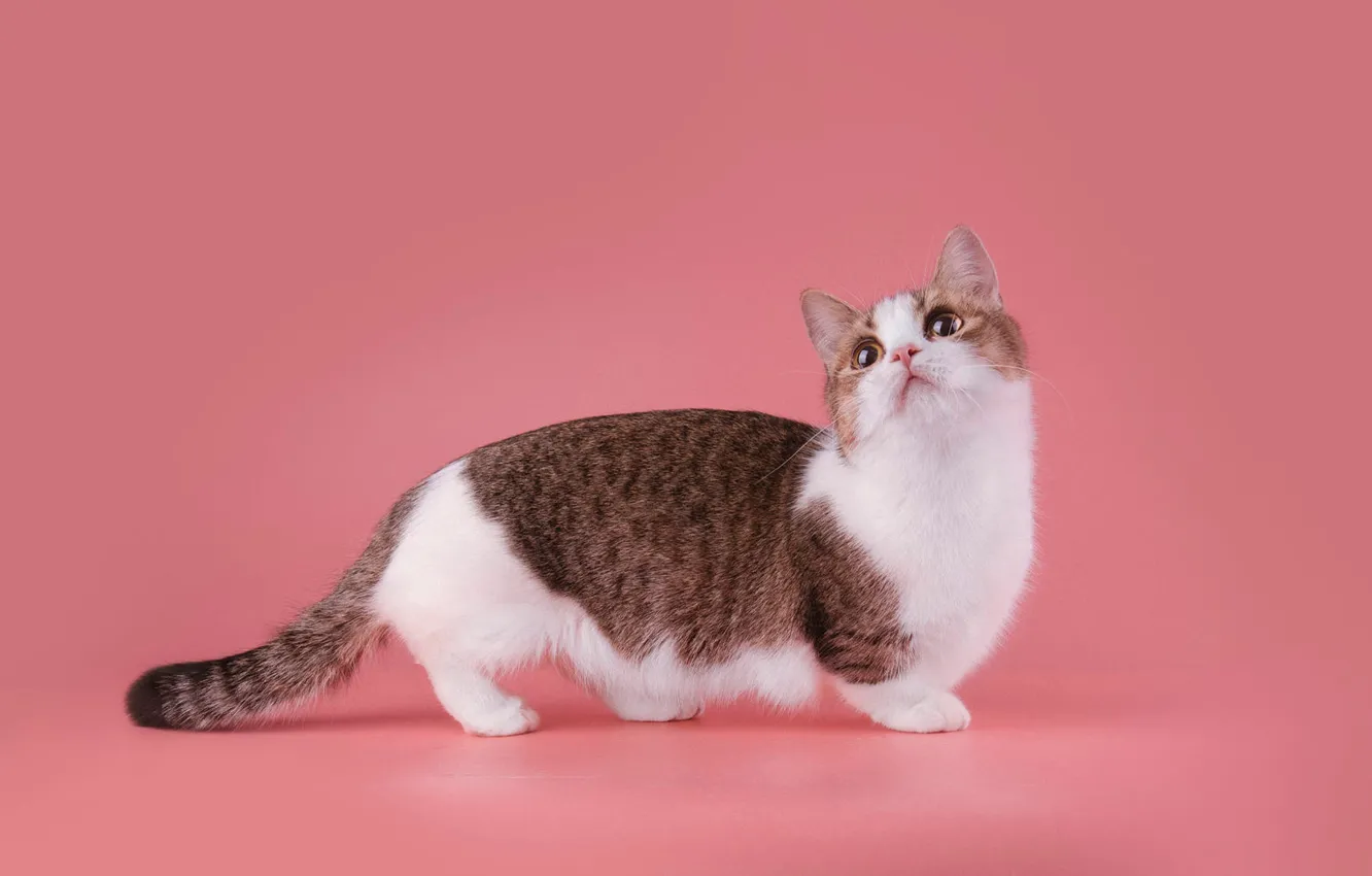 Котики с короткими лапками фото Wallpaper cat, cat, look, pose, kitty, muzzle, cute, is for mobile and desktop, 