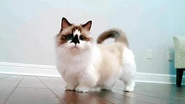 Котики с короткими лапками фото Gato Munchkin Munchkin cat, Munchkin kitten, Cats