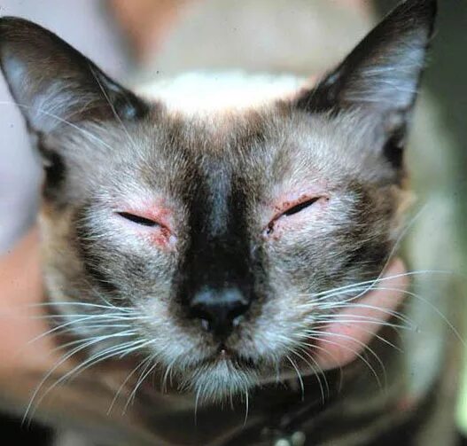 Котики с раной на лице фото вк Дерматит у кошек