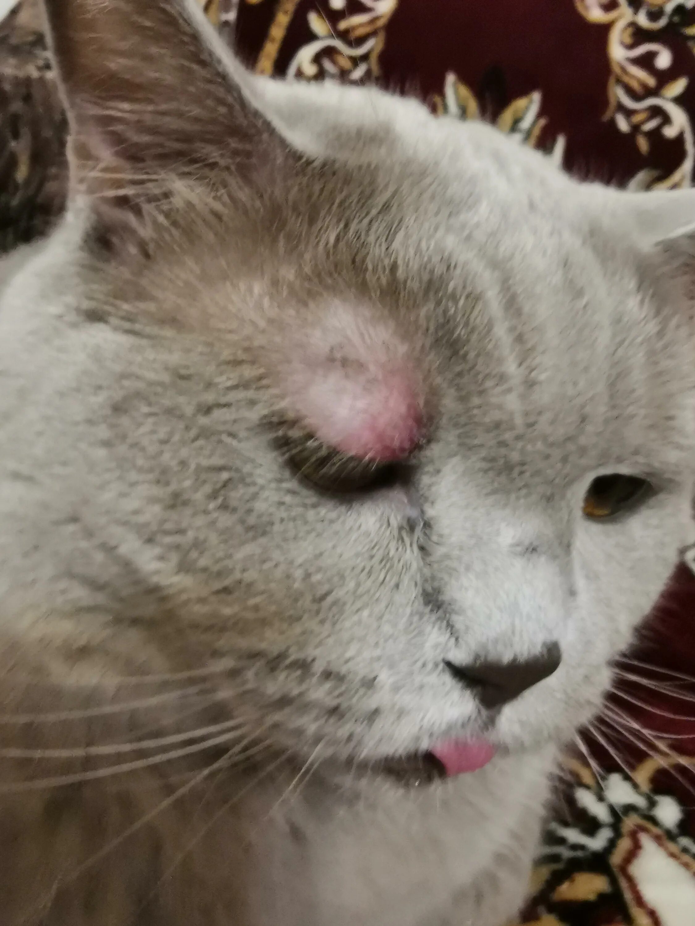 Котики с раной на лице фото вк У кота опухло над глазом, бесплатная консультация ветеринара - вопрос задан поль