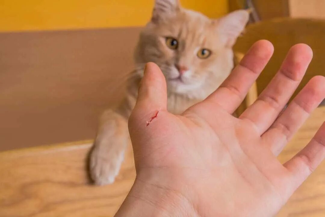 Котики с раной на лице фото вк Teen's bizarre sudden-onset schizophrenia caused by cat scratch disease - Health