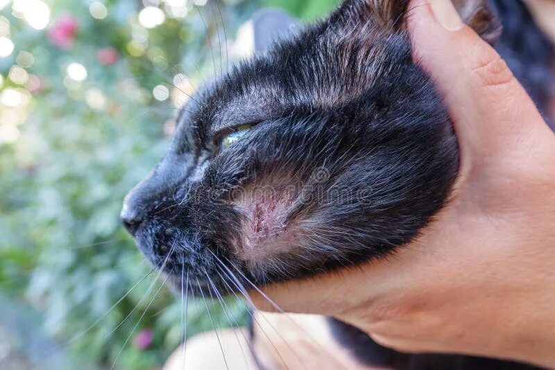 Котики с раной на лице фото вк Hurt cat stock photo. Image of care, hand, injuries, hair - 85274114