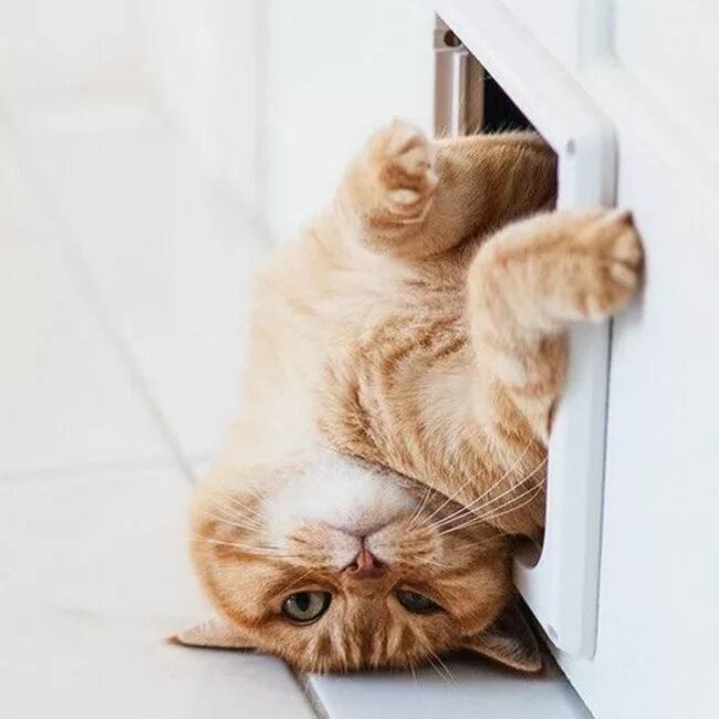 Котики с утра картинки прикольные Творчество. Свобода. Жизнь. Katzen, Süße katzen bilder, Süße katzen