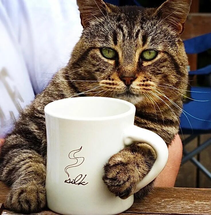 Котики с утра картинки прикольные Untitled Cats, Cat lounge, Kittens cutest