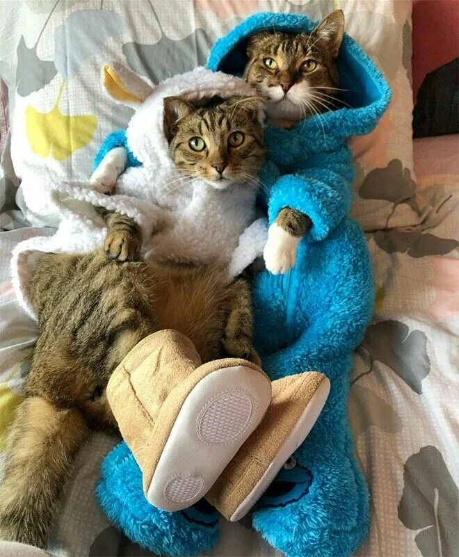 Котики с утра картинки прикольные Pin by Deborah Southard on Felines Funny animal photos, Funny animals, Animals