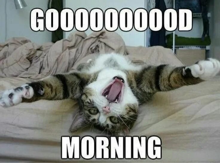 Котики с утра картинки прикольные Pin by Bonnie Danise on Cats Good morning cat, Funny good morning quotes, Funny 