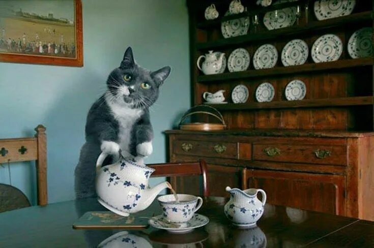 Котики с утра картинки прикольные description Cats, Cat tea party, Funny cats