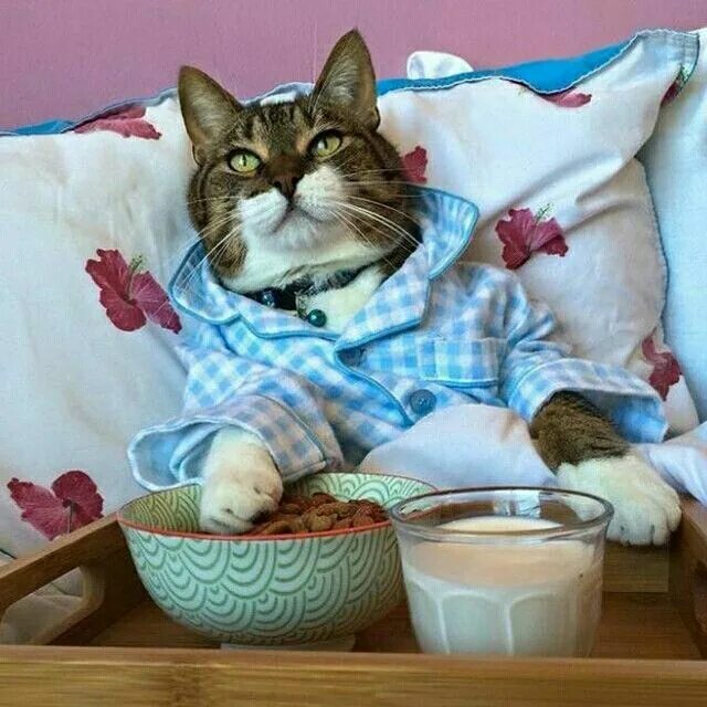 Котики с утра картинки прикольные CAFÉ DE DOMINGO - @cosmopolitan_de - #cafe #café #coffee #coffeetime #caffe #Gos