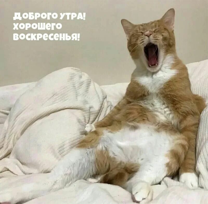 Котики с утра картинки прикольные Pin on доброе утро Animals, Cats, Cats meow