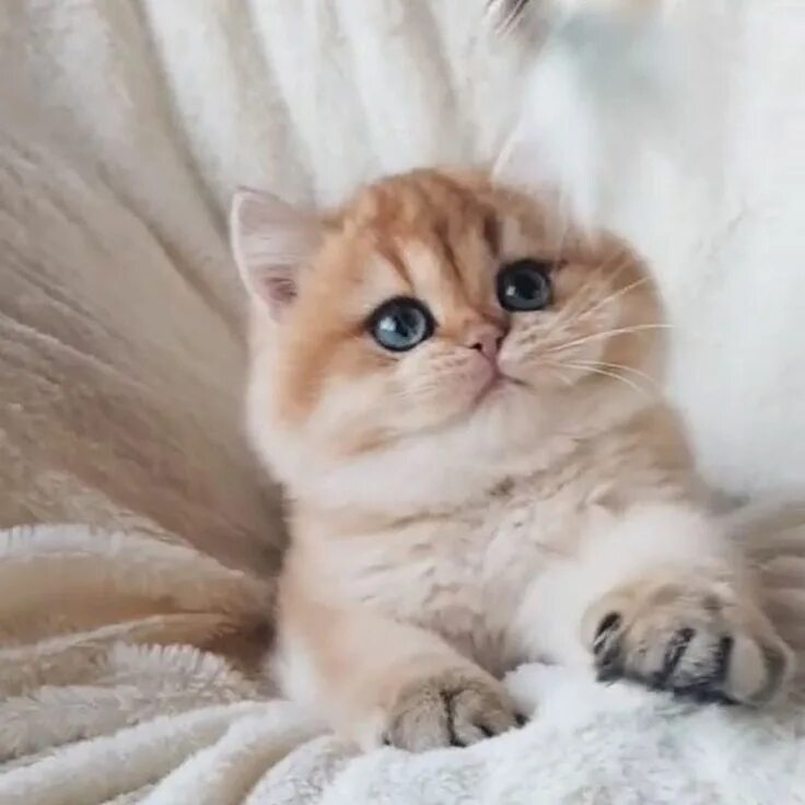 Котики шиншиллы золотистые фото Miyav auf Instagram: "Guten Morgen" in 2020 Haustiere, Katzen, Baby katzen