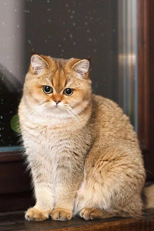 Котики шиншиллы золотистые фото Myata, cats, bri cats, british shorthair, ny 25, british golden cat, golden tick