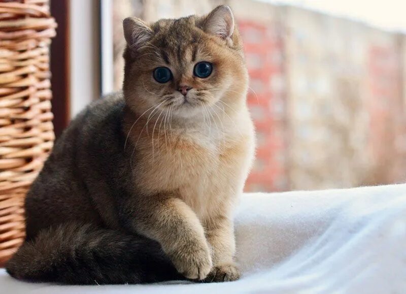 Котики шиншиллы золотистые фото Британская шиншилла. Кошки британские шиншиллы. Котята шиншиллы. Шиншиллы, Котят
