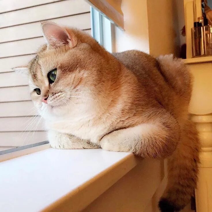 Котики шиншиллы золотистые фото Пин от пользователя Beatrice Impronta на доске AnimaLove Персидские кошки, Котят
