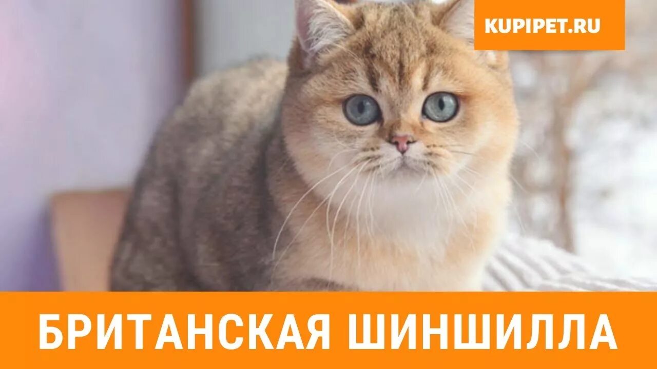 Котики шиншиллы золотистые фото БРИТАНСКАЯ ШИНШИЛЛА ВСЕ О ПОРОДЕ. ИНТЕРЕСНЫЕ ФАКТЫ - YouTube