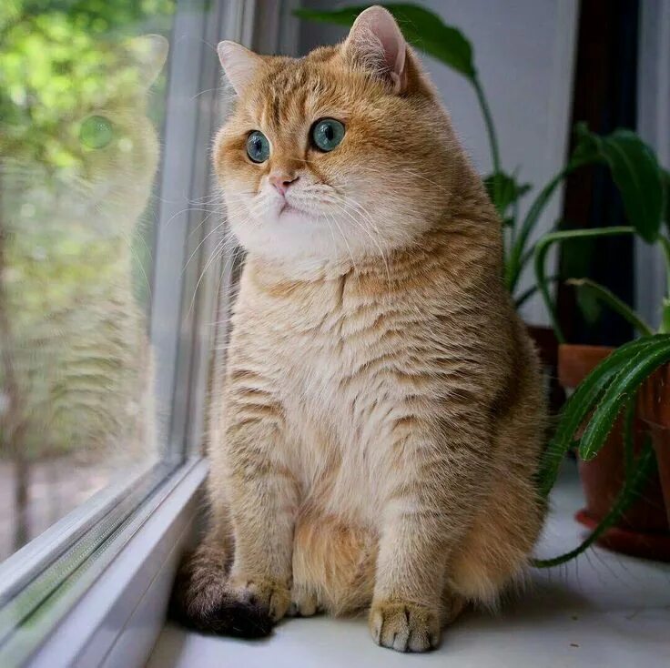 Котики шиншиллы золотистые фото Pin on amo a los gatos British shorthair cats, Cats, Cute cats