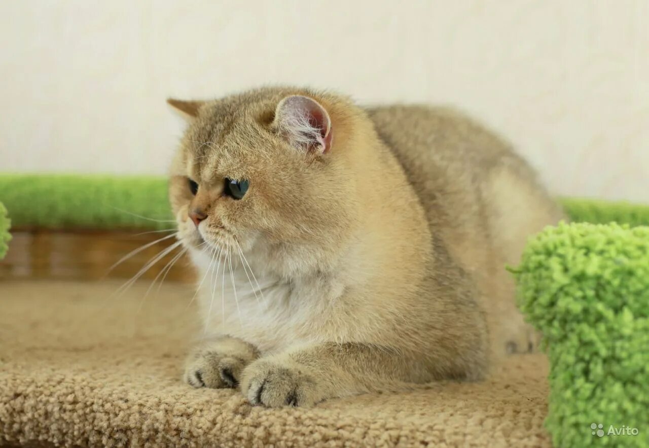 Котики шиншиллы золотистые фото Британский золотой шиншилла кот: найдено 77 картинок
