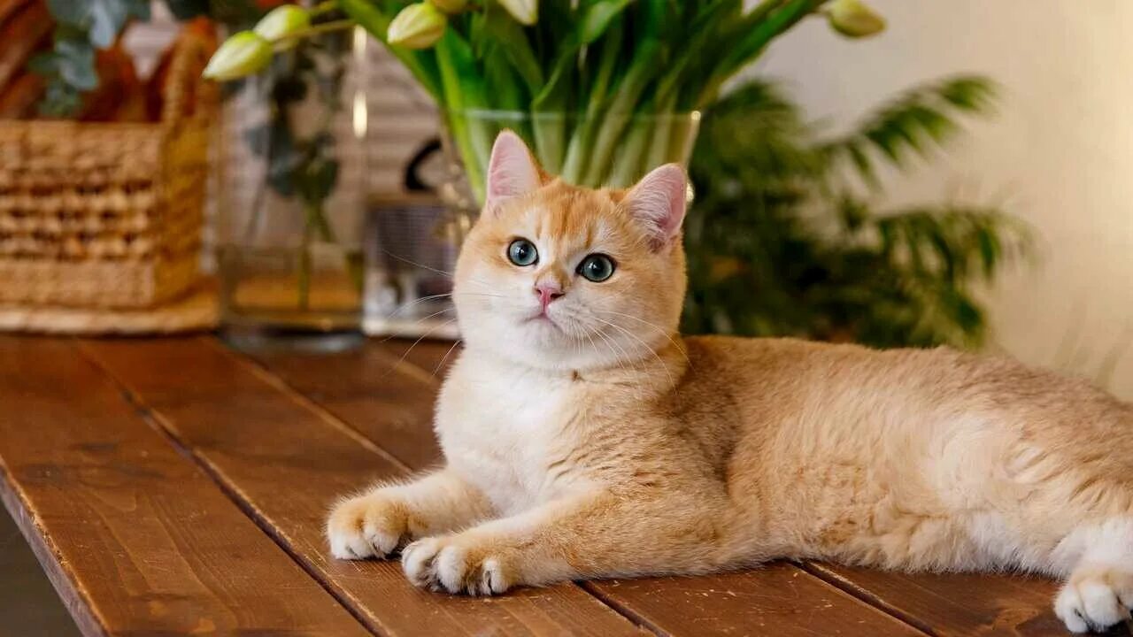 Котики шиншиллы золотистые фото Панно Коты - купить по низкой цене на Яндекс Маркете