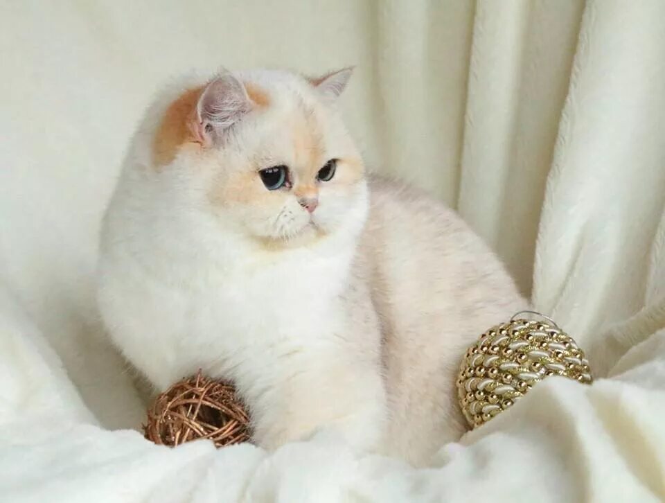 Котики шиншиллы золотистые фото #CatBreeds #Cat #britishshorthair #colorpoint #black #thoseface #lovely #Meow #c