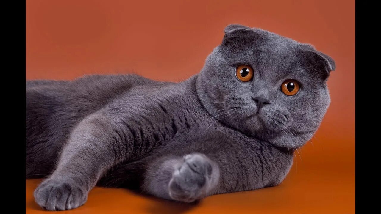 Котики шотландские вислоухие фото Британская кошка.. Как Британская кошка. реагирует на комара - YouTube