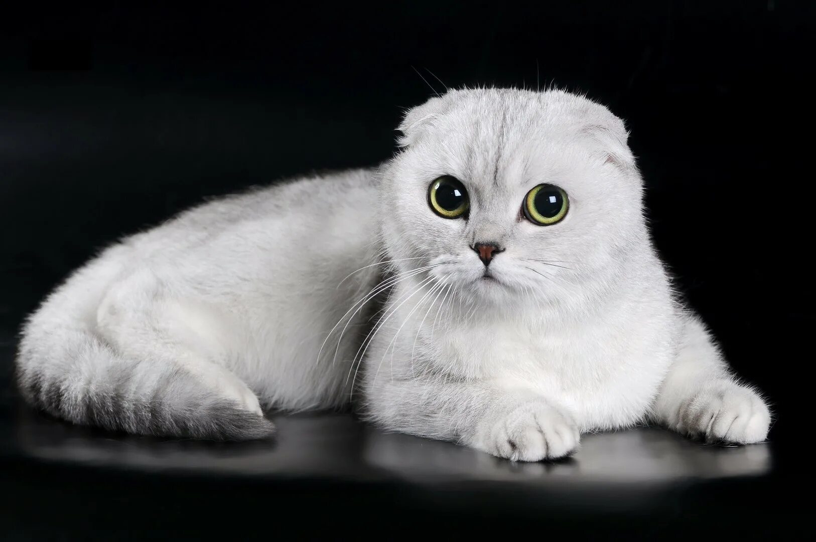 Котики шотландские вислоухие фото Как выбрать и купить кошку шотландской породы на доске объявлений в Израиле. - A