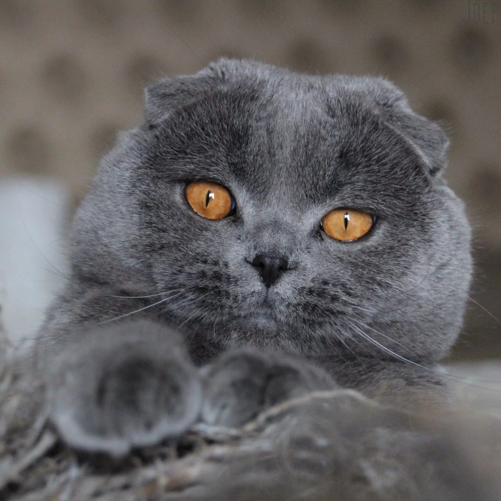 Котики шотландские вислоухие фото Pin on Scottish fold Cute cats, Beautiful cats, British shorthair cats
