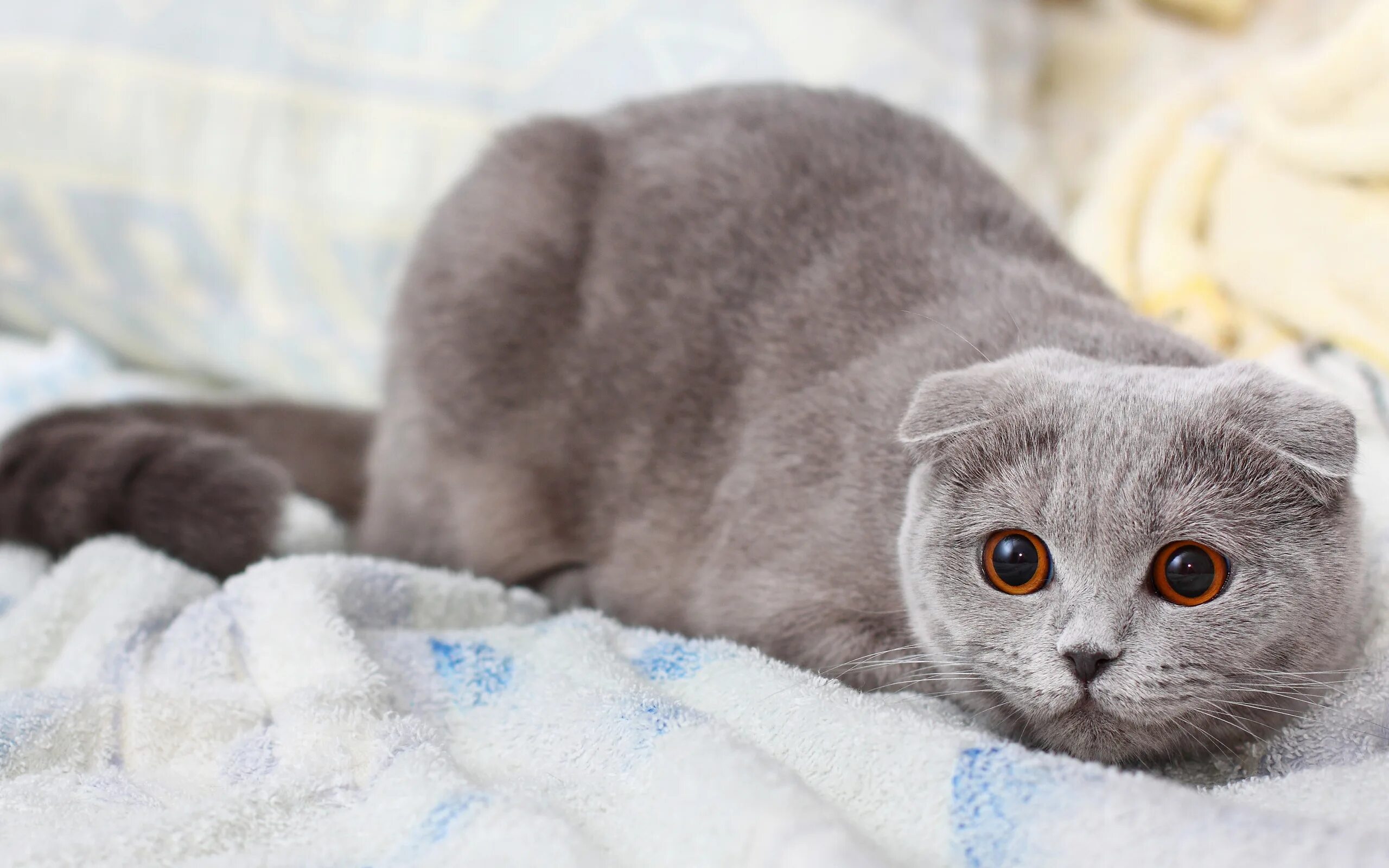 Котики шотландские вислоухие фото Скачать обои кошка, кот, серый, кошак, киска, котэ, шотладская вислоухая, раздел