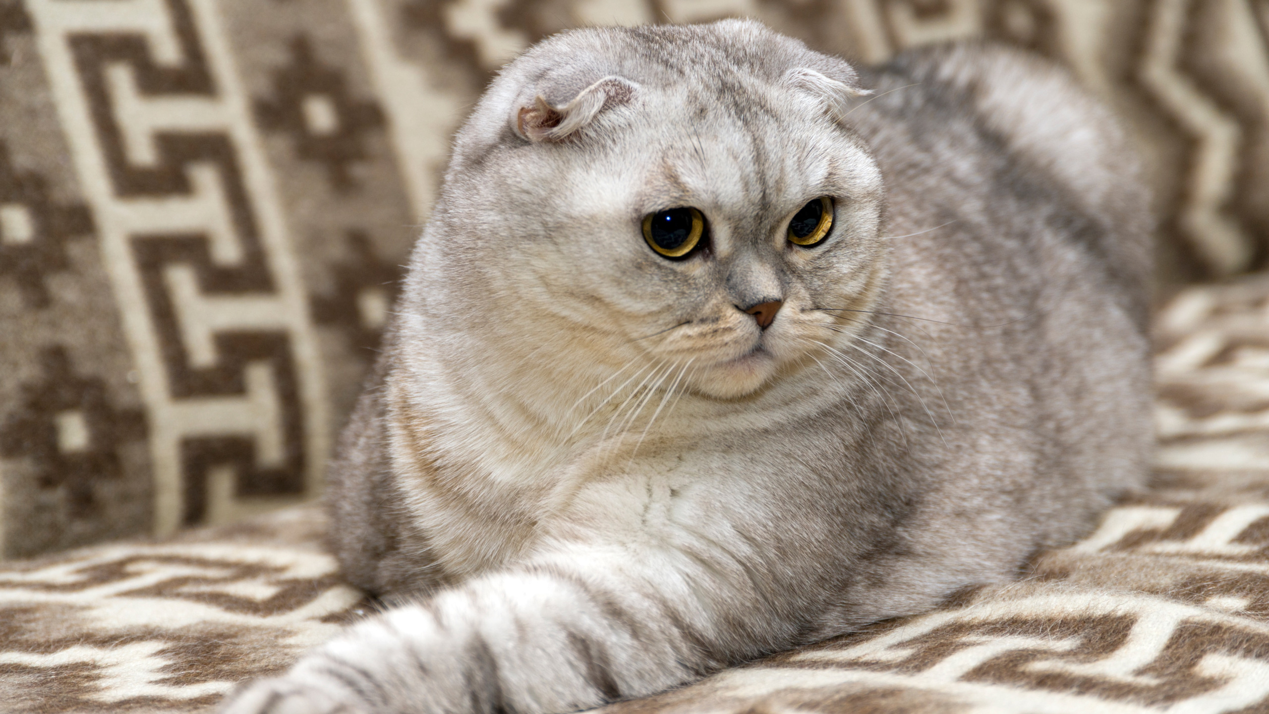 Котики шотландские вислоухие фото Скачать обои кошка, кот, взгляд, поза, диван, лежит, серая, красотка, раздел кош