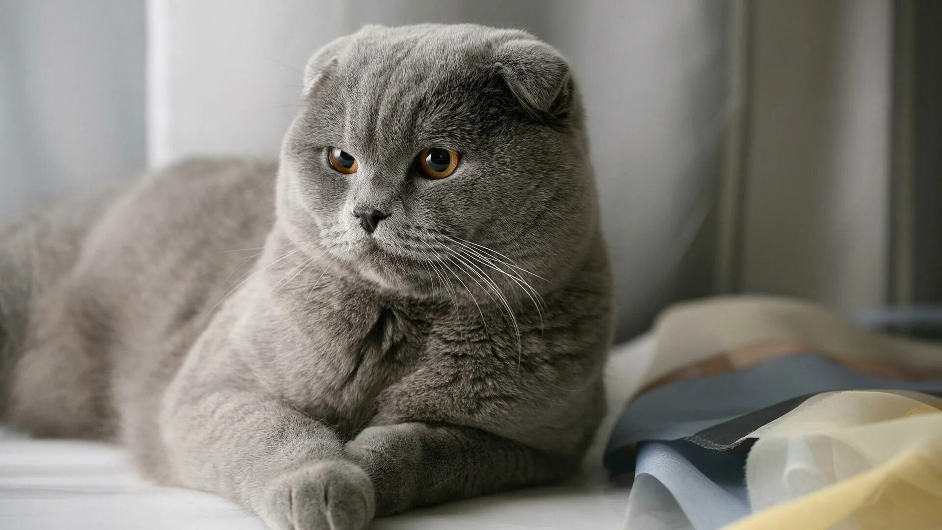 Котики шотландские вислоухие фото Шотландская вислоухая кошка: фото, характер, описание породы РБК Life
