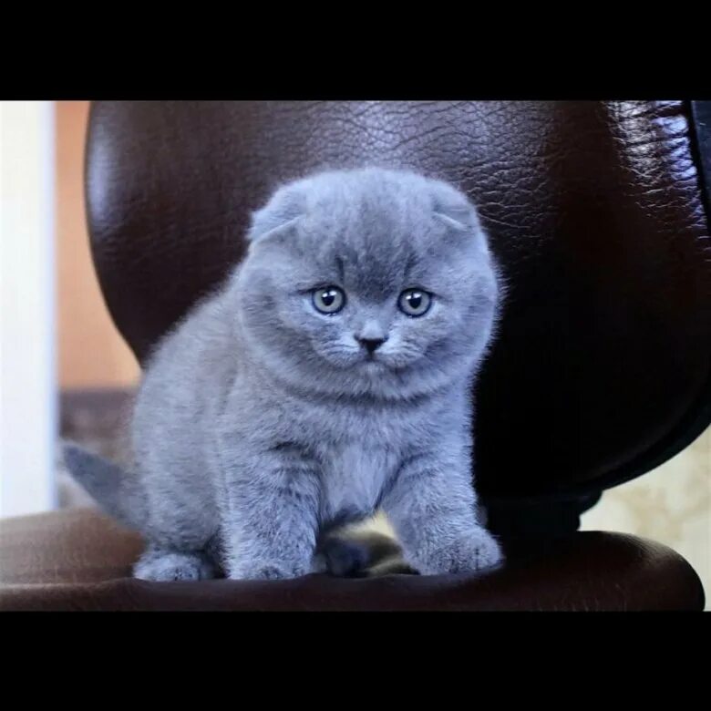 Котики шотландские вислоухие фото Шотландская вислоухая девочка - купить в Ярославле, цена 6 000 руб., продано 5 м
