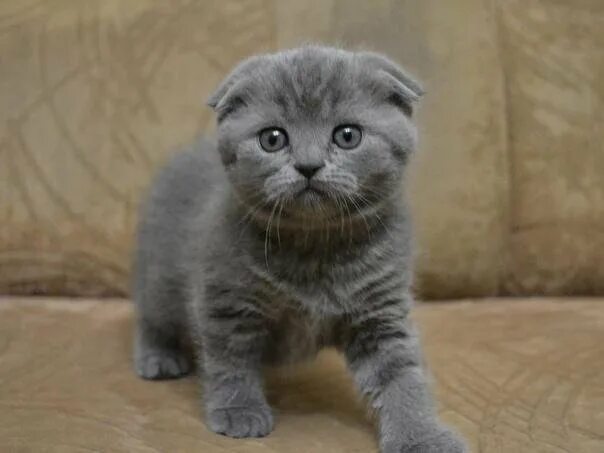 Котики шотландские вислоухие фото Котята - купить в Новоуральске, цена 5 000 руб., продано 26 сентября 2021 - Кошк