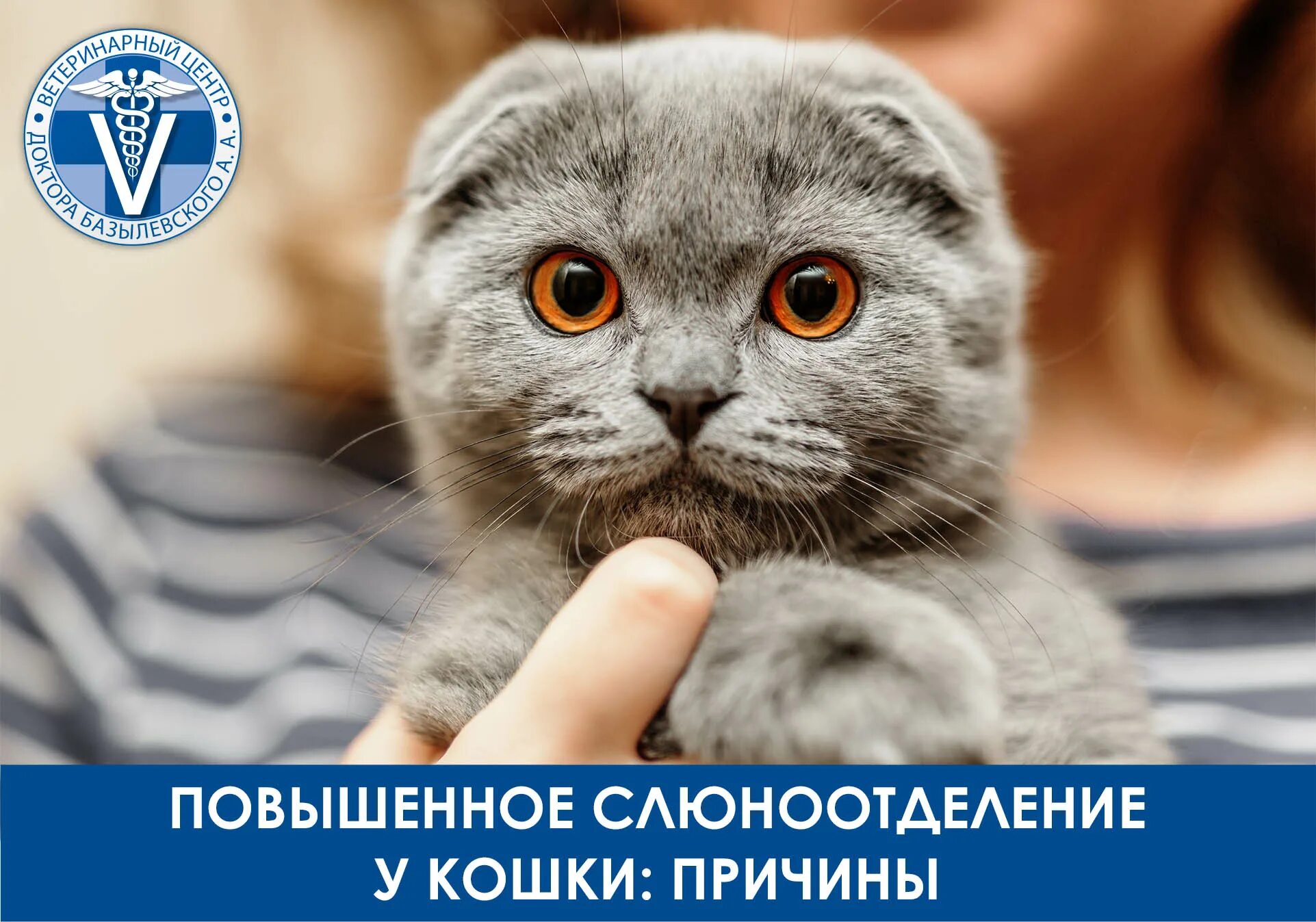 Котики шотландские вислоухие фото Повышенное слюноотделение у кошки: причины Ветцентр