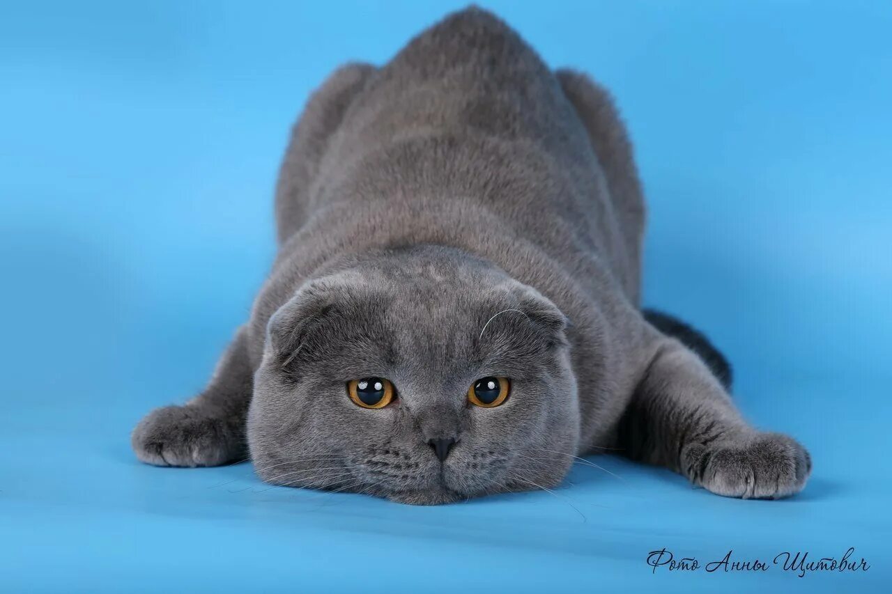Котики шотландцы фото Шотландская вислоухая кошка внешне выделяется среди других пород