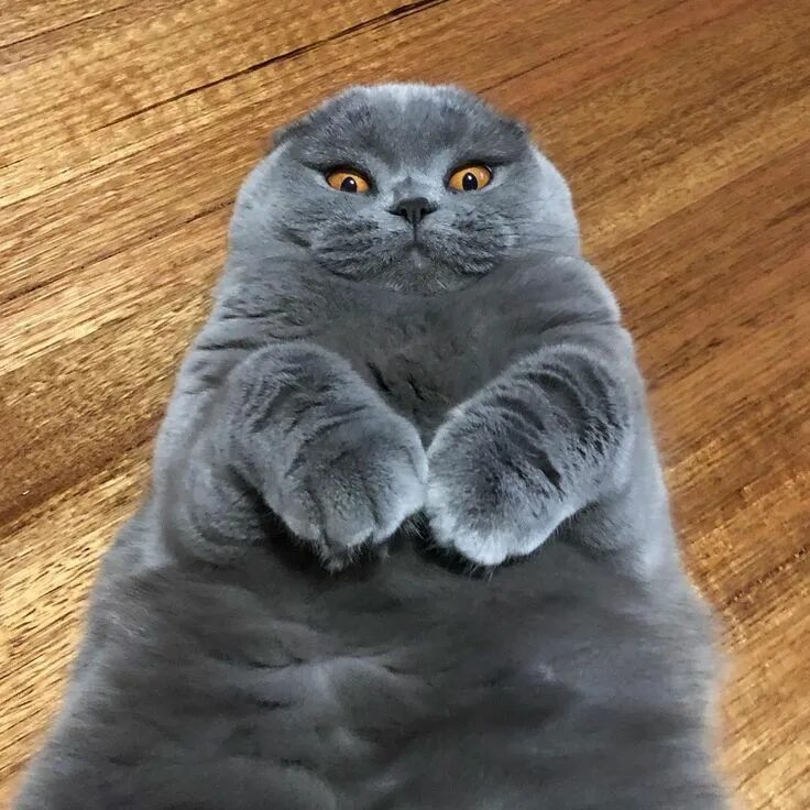 Котики шотландцы фото Doing my cute baby seal impersonation. Scottish fold cat. Cat scottish fold, Sco