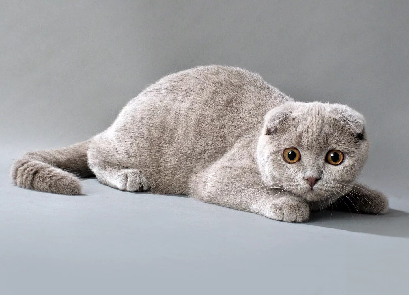 Котики шотландцы фото Порода шотландская британская