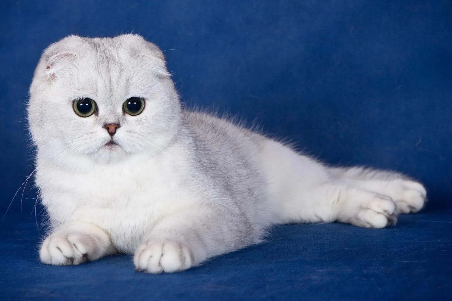 Котики шотландцы фото 54.236.1.13 29.07.2024 19:37:38 Шотландские вислоухие котята, Котята, Шотландска