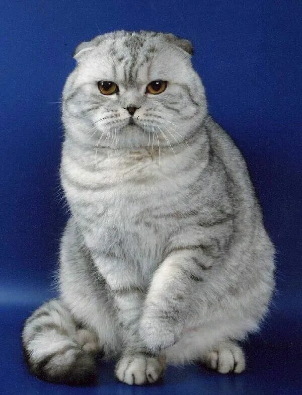 Котики шотландцы фото Pin by Eleanor Gryffiths on Cats Cute cats, Baby cats, Scottish fold