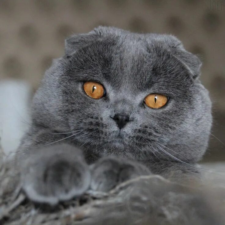 Котики шотландцы фото Pin on Scottish fold Cute cats, Beautiful cats, British shorthair cats