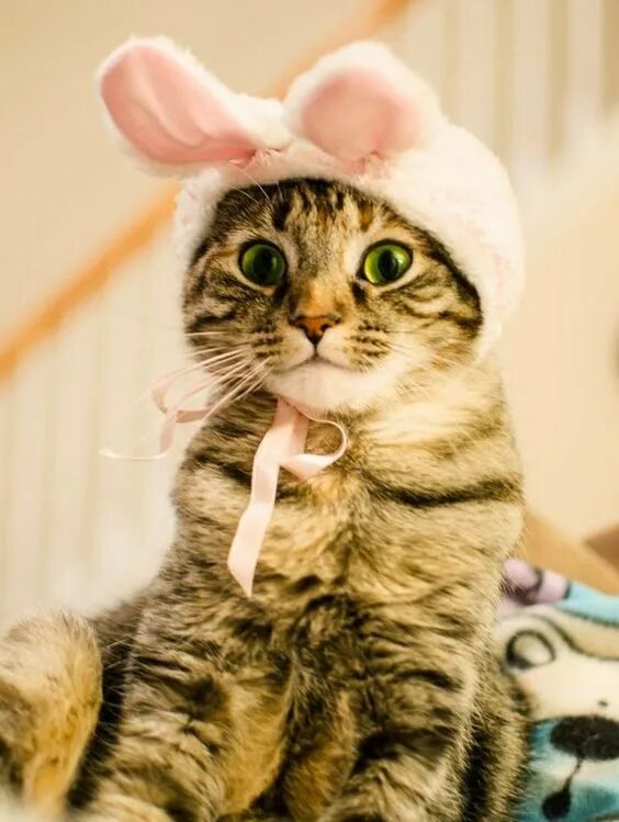 Котики смешные фото прикольные Easter Safety For Cat Parents: Follow These 8 Tips To Keep Cats Safe! - CatTime 