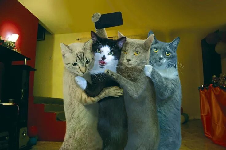 Котики смешные фото прикольные cat wallpaper free hd widescreen - cat category Funny cat wallpaper, Cat wallpap