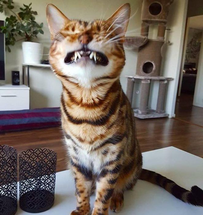Котики смешные фото прикольные 25 Bigotonas razones para amar con locura y pasión a los GATOS Cat pics, Funny c