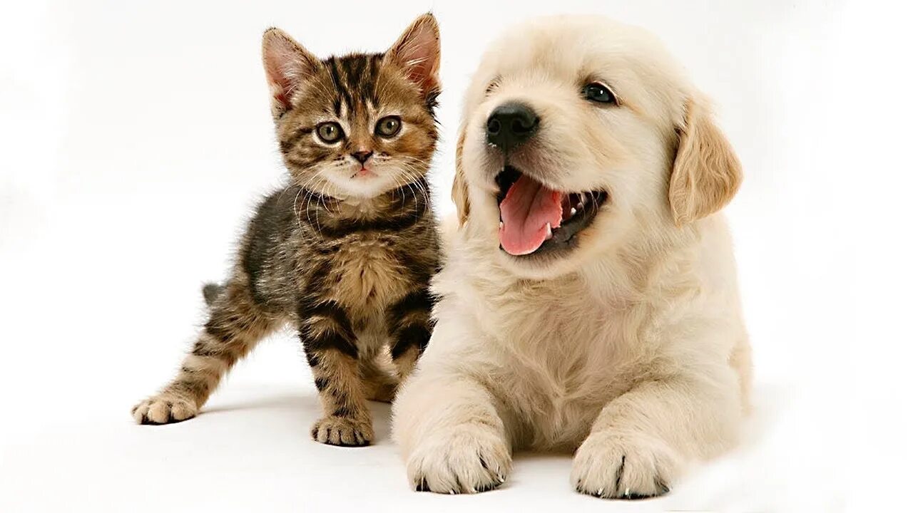 Котики собачки фото Кот и пес