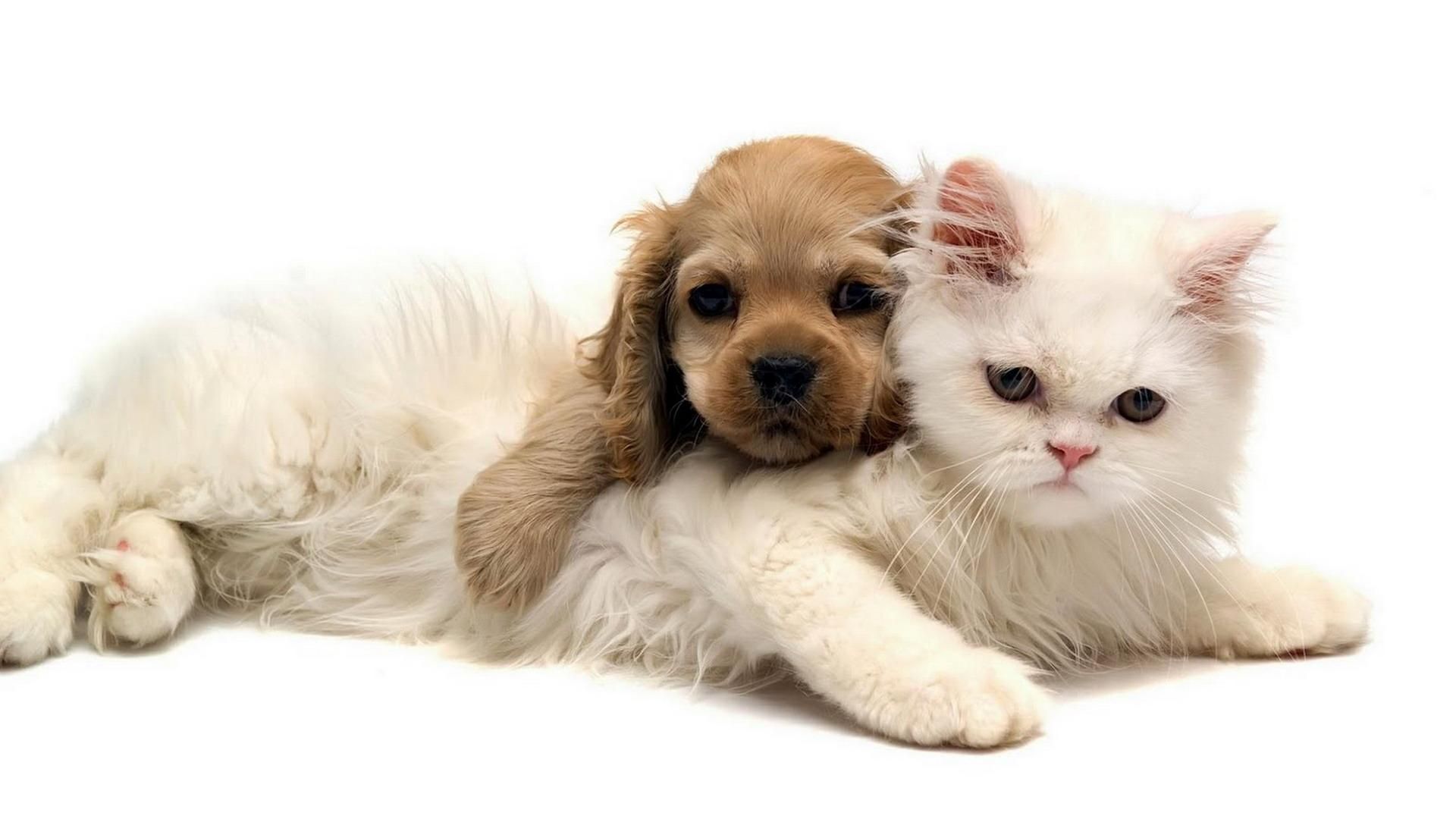 Котики собачки фото cool dog and cat wallpaper Check more at http://www.finewallpapers.eu/pin/3797/ 