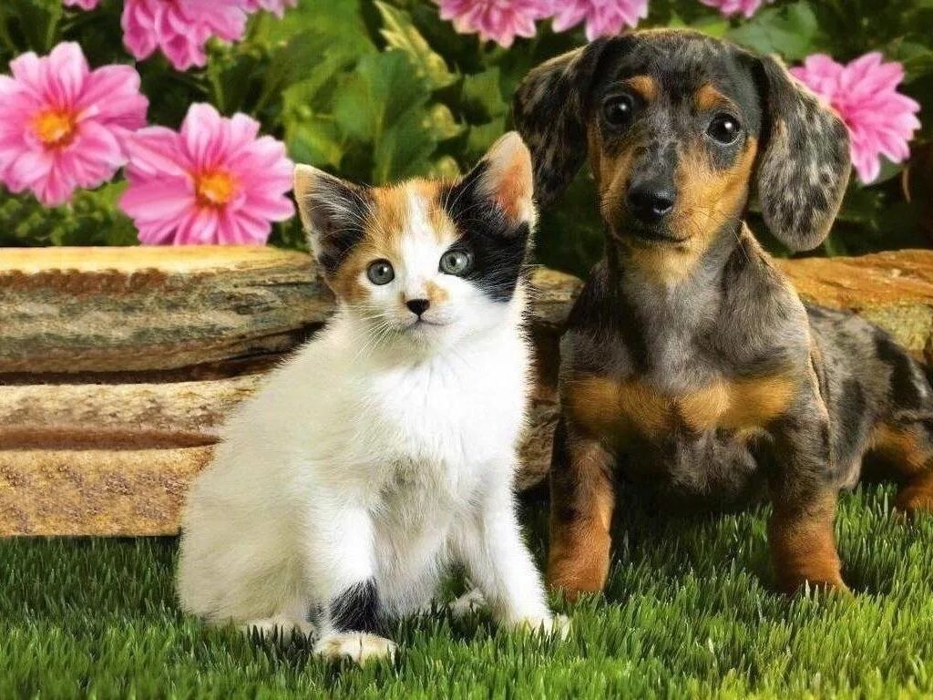 Котики собачки фото How Your Personality Is Determined By Your Pets - Procaffenation Cute puppies an