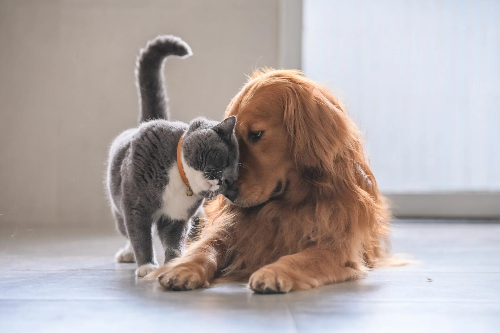 Котики собачки фото Do You Know if You're a Dog or Cat Person?