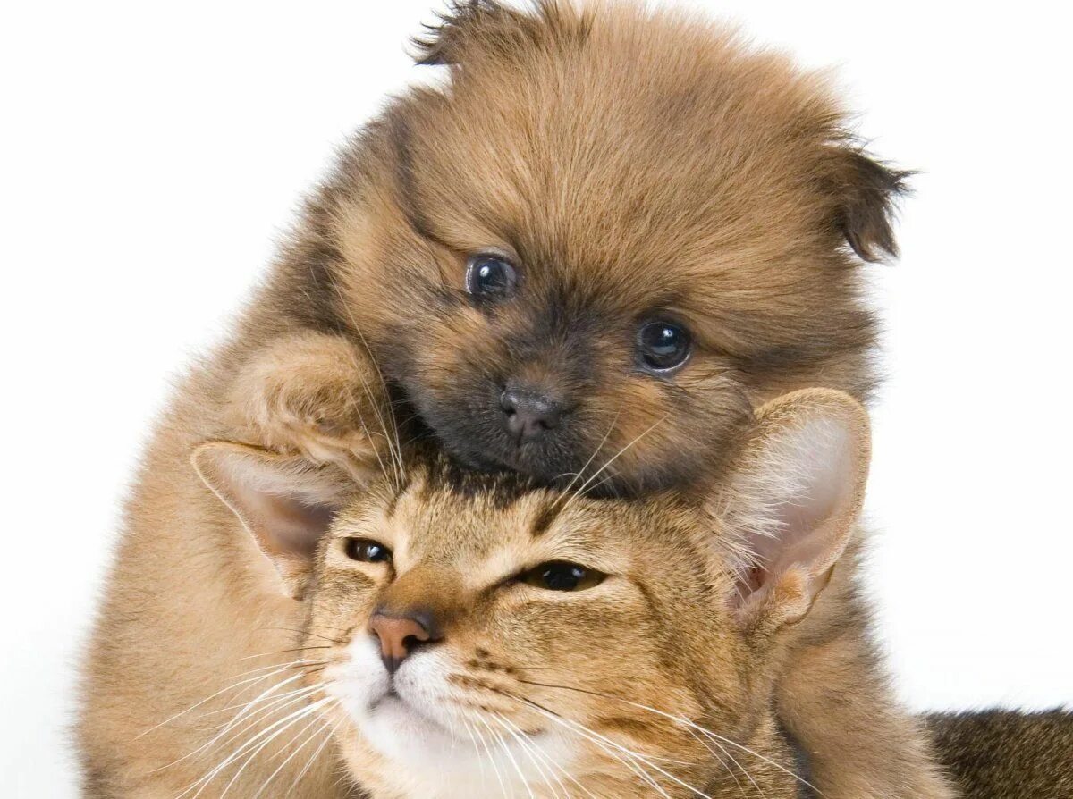 Котики собачки фото Кошечки собачки (59 фото) Cute cats and dogs, Cute puppies and kittens, Cute cat