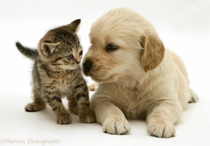 Котики собачки фото Pets: Tabby Kitten and Golden Retriever puppy photo Cat and dog videos, Puppies,