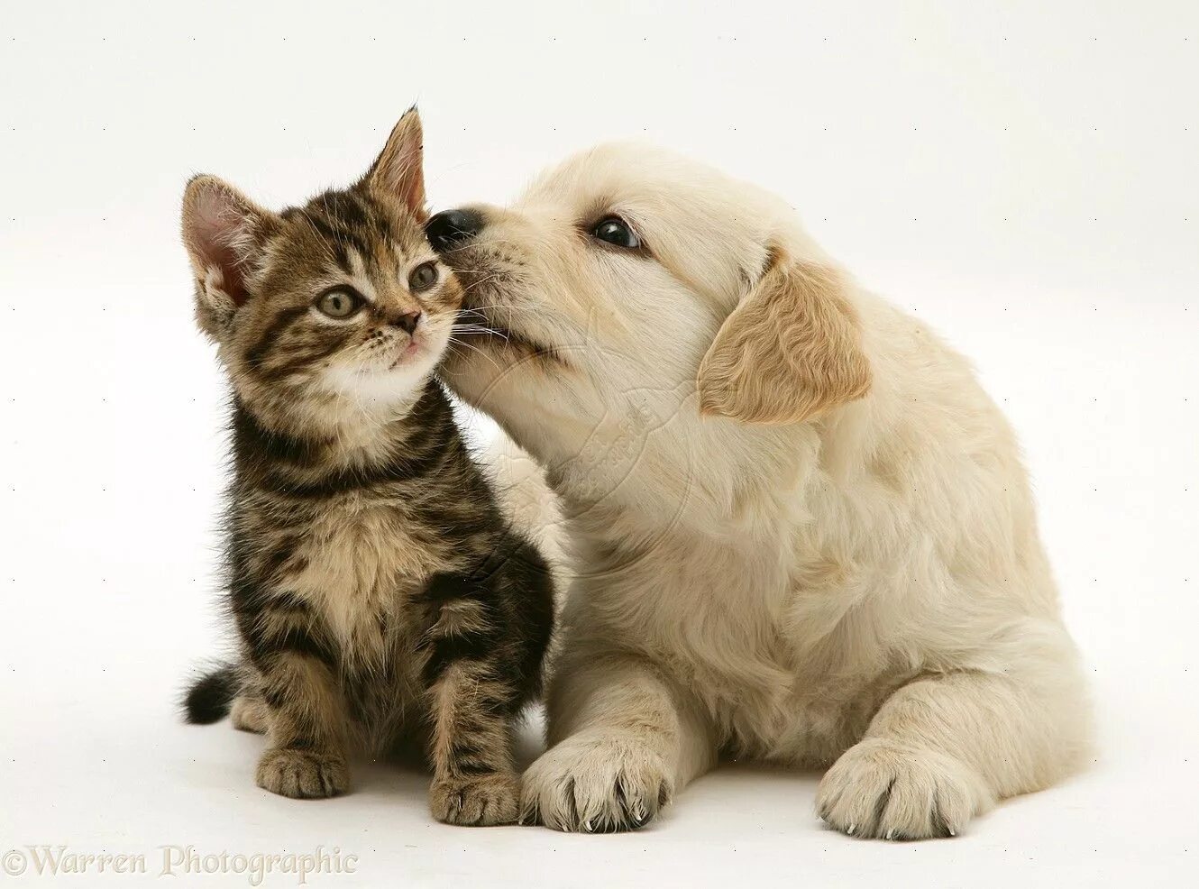 Котики собачки фото Pets: Tabby Kitten and Golden Retriever puppy photo Cute cats and dogs, Baby cat