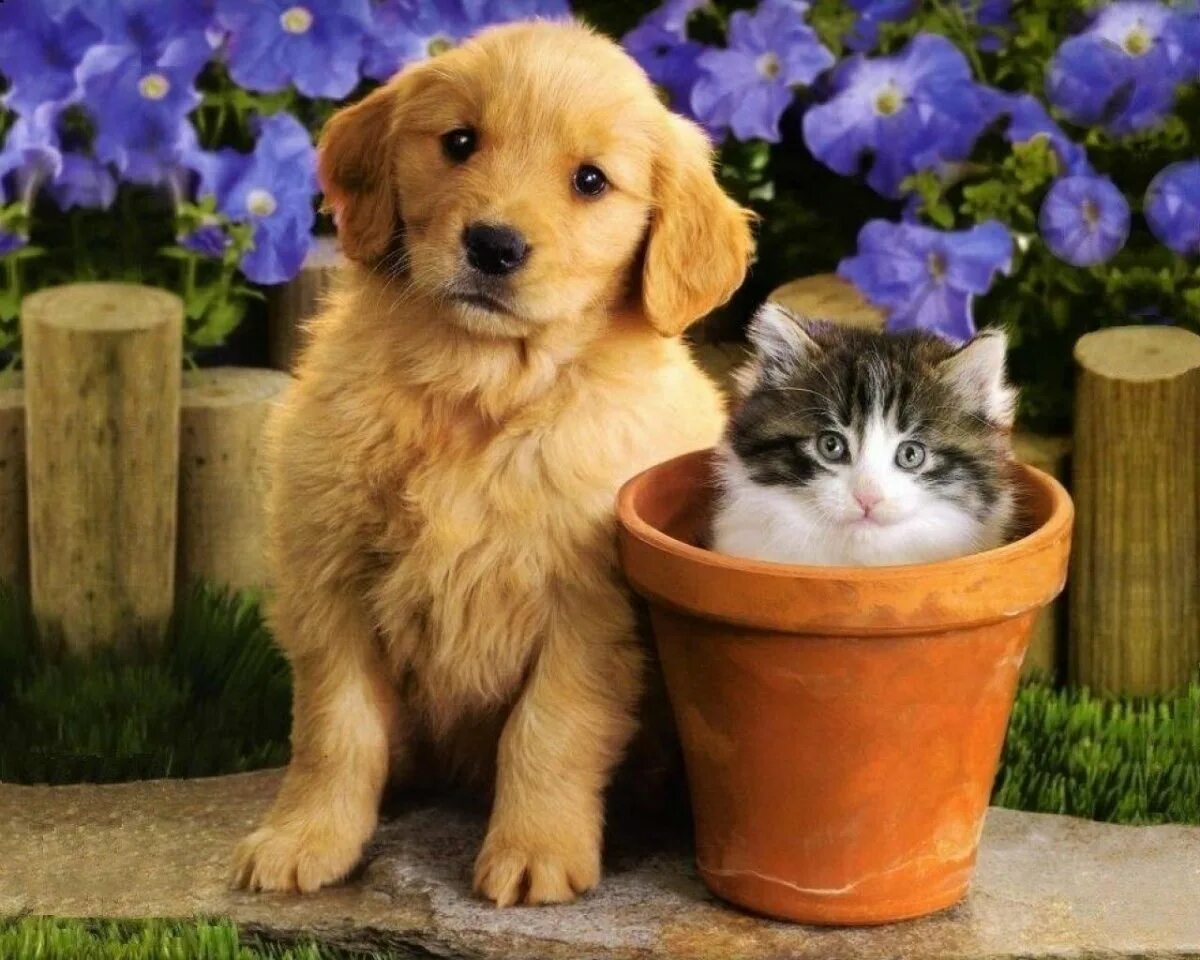 Котики собачки фото Спільнота Steam :: Посібник :: 1,000 images of dogs