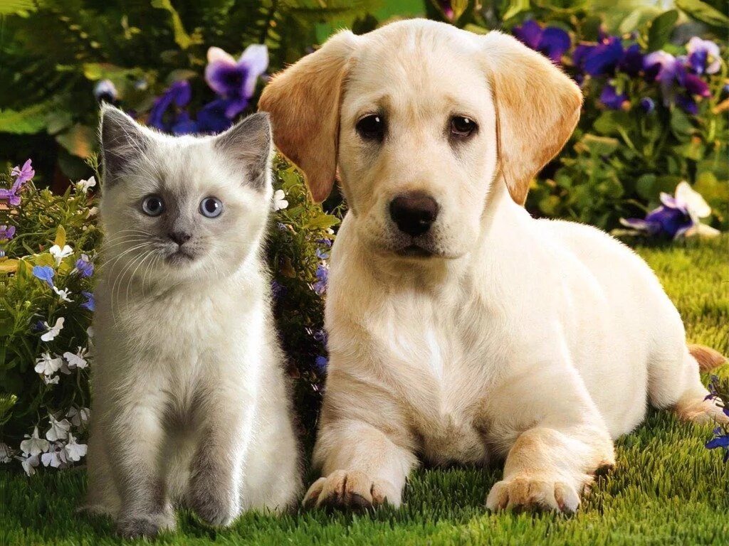 Котики собачки фото Latest Funny Pictures: Kittens and Puppies
